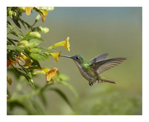 Andean Emerald Hummingbird Feeling On Yellow Flower, Ecuador-Paper Art-22,,X18,,
