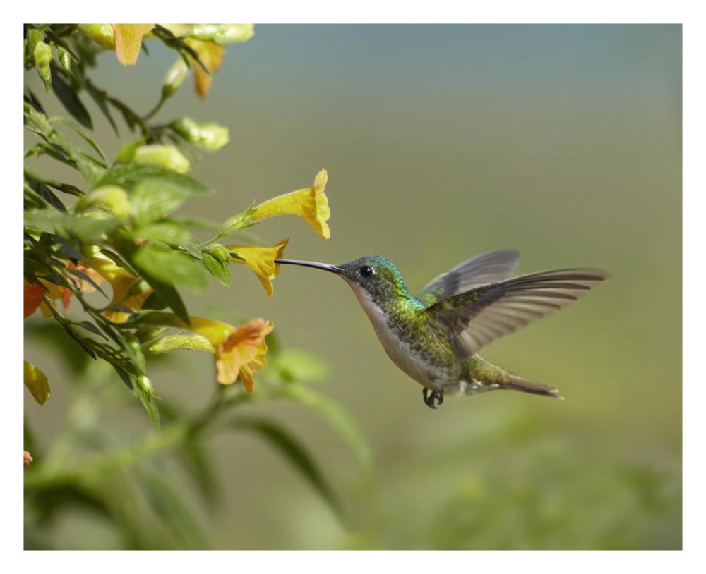 Andean Emerald Hummingbird Feeling On Yellow Flower, Ecuador-Paper Art-30,,X24,,