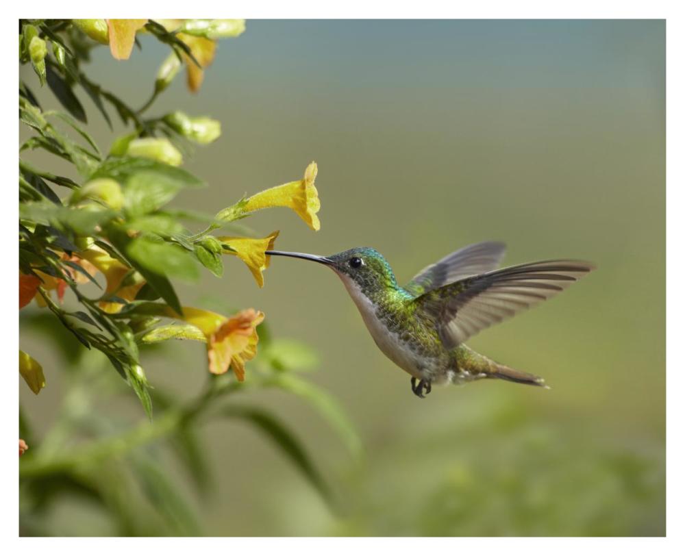 Andean Emerald Hummingbird Feeling On Yellow Flower, Ecuador-Paper Art-37,,X30,,