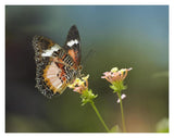 Nymphalid Butterfly Feeding On Flower Nectar, Native To Asia-Paper Art-18,,X14,,