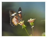 Nymphalid Butterfly Feeding On Flower Nectar, Native To Asia-Paper Art-26,,X20,,