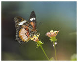 Nymphalid Butterfly Feeding On Flower Nectar, Native To Asia-Paper Art-50,,X38,,