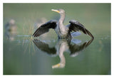 Double-Crested Cormorant Stretching Its Wings, North America-Paper Art-20,,X14,,