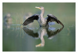 Double-Crested Cormorant Stretching Its Wings, North America-Paper Art-32,,X22,,