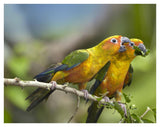 Sun Parakeet Pair Feeding On Leaves, Native To South America-Paper Art-42,,X32,,