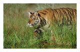 Siberian Tiger Walking Through Tall Grass Along Water'S Edge-Paper Art-24,,X15.64,,