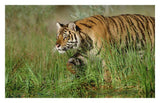Siberian Tiger Walking Through Tall Grass Along Water'S Edge-Paper Art-32,,X20.6,,