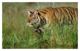Siberian Tiger Walking Through Tall Grass Along Water'S Edge-Paper Art-38,,X24.32,,