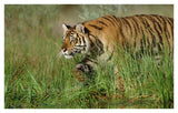 Siberian Tiger Walking Through Tall Grass Along Water'S Edge-Paper Art-42,,X26.8,,