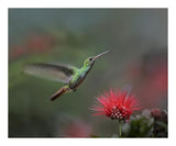 Rufous-Tailed Hummingbird At Fairy Duster Flower, Costa Rica-Paper Art-22,,X18,,
