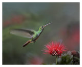 Rufous-Tailed Hummingbird At Fairy Duster Flower, Costa Rica-Paper Art-37,,X30,,