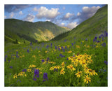 Orange Sneezeweed And Delphinium In American Basin, Colorado-Paper Art-26,,X22,,