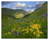 Orange Sneezeweed And Delphinium In American Basin, Colorado-Paper Art-37,,X30,,