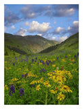 Orange Sneezeweed And Delphinium In American Basin, Colorado-Paper Art-20,,X26,,