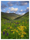 Orange Sneezeweed And Delphinium In American Basin, Colorado-Paper Art-32,,X42,,