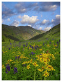 Orange Sneezeweed And Delphinium In American Basin, Colorado-Paper Art-38,,X50,,