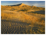 Kelso Dunes And Grasses, Mojave National Preserve, California-Paper Art-50,,X38,,