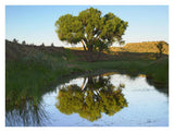 Tree Reflecting In Creek Near Black Mesa State Park, Oklahoma-Paper Art-34,,X26,,