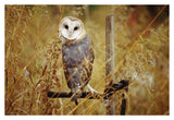 Barn Owl Perching Among Dry Grasses, British Columbia, Canada-Paper Art-38,,X26,,