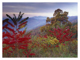 Staghorn Sumac In Autumn, Blue Ridge Mountain Range, Virginia-Paper Art-18,,X14,,