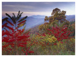 Staghorn Sumac In Autumn, Blue Ridge Mountain Range, Virginia-Paper Art-42,,X32,,