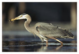 Great Blue Heron With Captured Fish, British Columbia, Canada-Paper Art-20,,X14,,