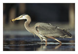 Great Blue Heron With Captured Fish, British Columbia, Canada-Paper Art-26,,X18,,