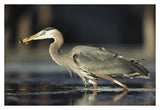 Great Blue Heron With Captured Fish, British Columbia, Canada-Paper Art-38,,X26,,