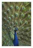 Indian Peafowl Male With Tail Fanned Out In Courtship Display-Paper Art-18,,X26,,