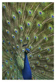 Indian Peafowl Male With Tail Fanned Out In Courtship Display-Paper Art-26,,X38,,