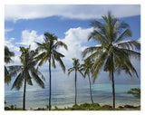 Coconut Palm Trees, Bikini Beach, Panglao Island, Philippines-Paper Art-34,,X26,,