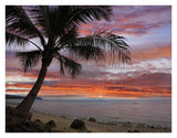 Coconut Palm At Sunset Near Dimiao, Bohol Island, Philippines-Paper Art-34,,X26,,