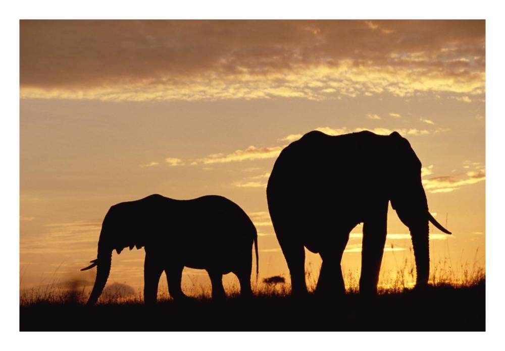 African Elephant Mother And Calf Silhouetted At Sunset, Kenya-Paper Art-26,,X18,,