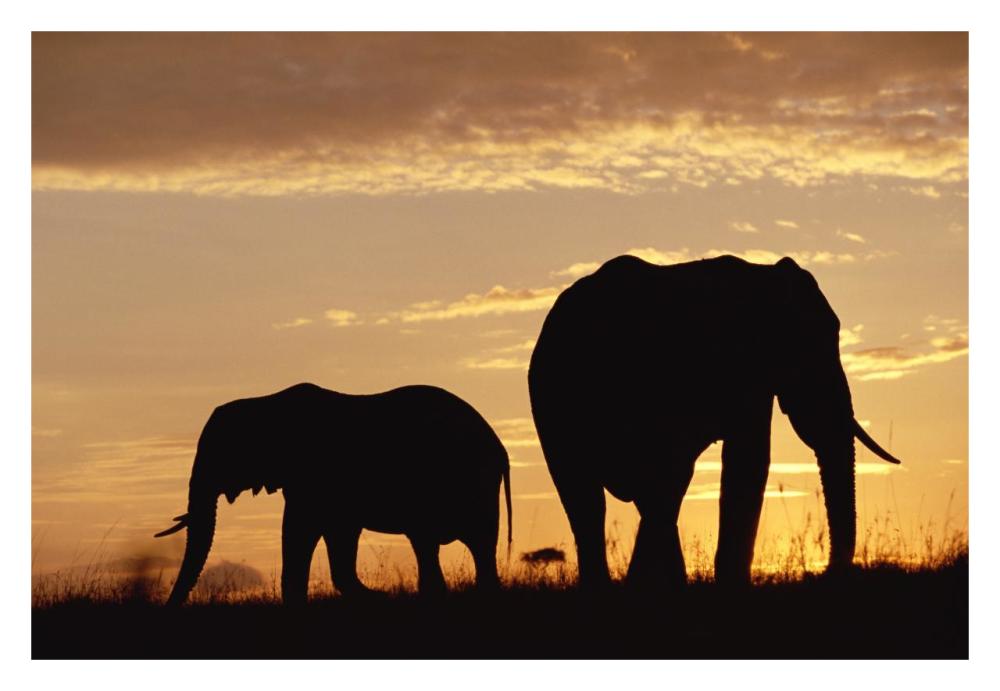 African Elephant Mother And Calf Silhouetted At Sunset, Kenya-Paper Art-32,,X22,,