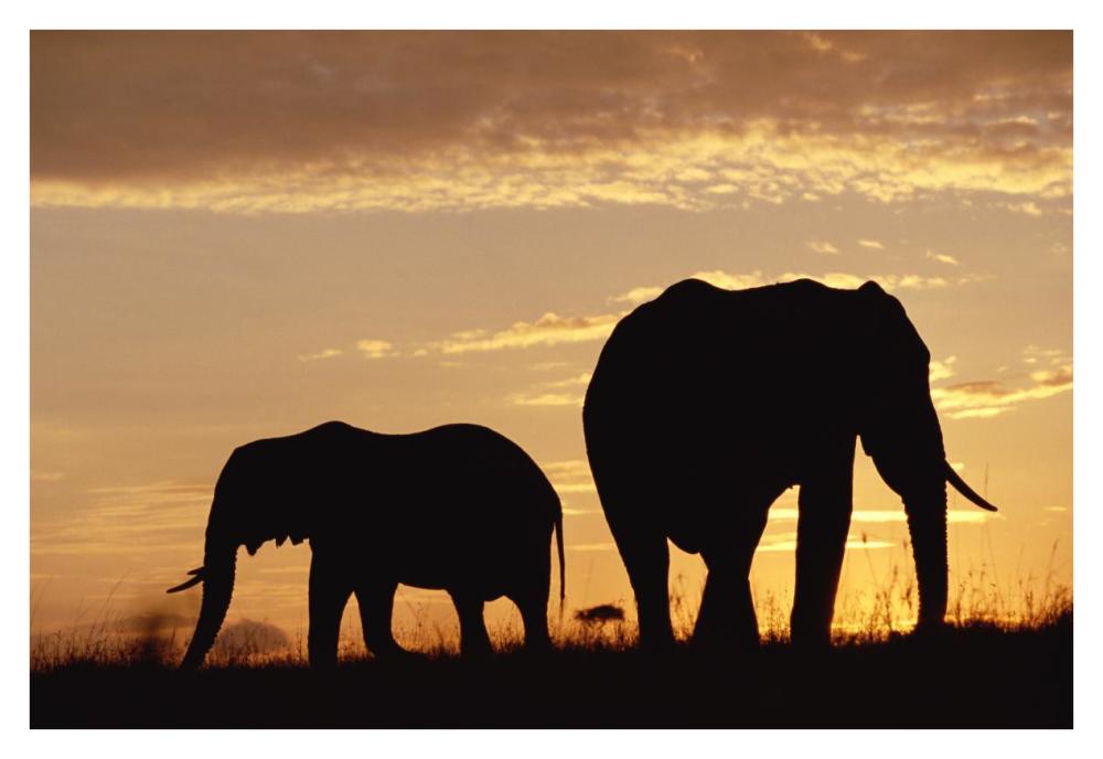 African Elephant Mother And Calf Silhouetted At Sunset, Kenya-Paper Art-38,,X26,,