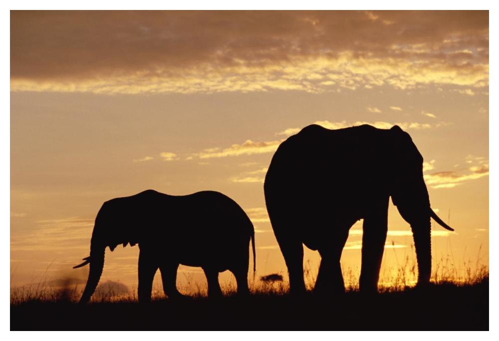 African Elephant Mother And Calf Silhouetted At Sunset, Kenya-Paper Art-50,,X34,,