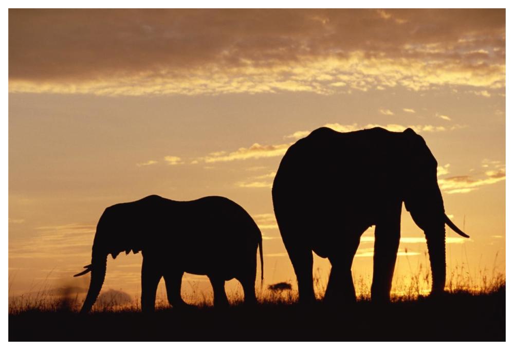 African Elephant Mother And Calf Silhouetted At Sunset, Kenya-Paper Art-62,,X42,,