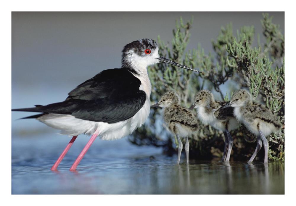 Black-Winged Stilt Mother With Three Chicks, Camargue, France-Paper Art-26,,X18,,