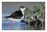 Black-Winged Stilt Mother With Three Chicks, Camargue, France-Paper Art-26,,X18,,