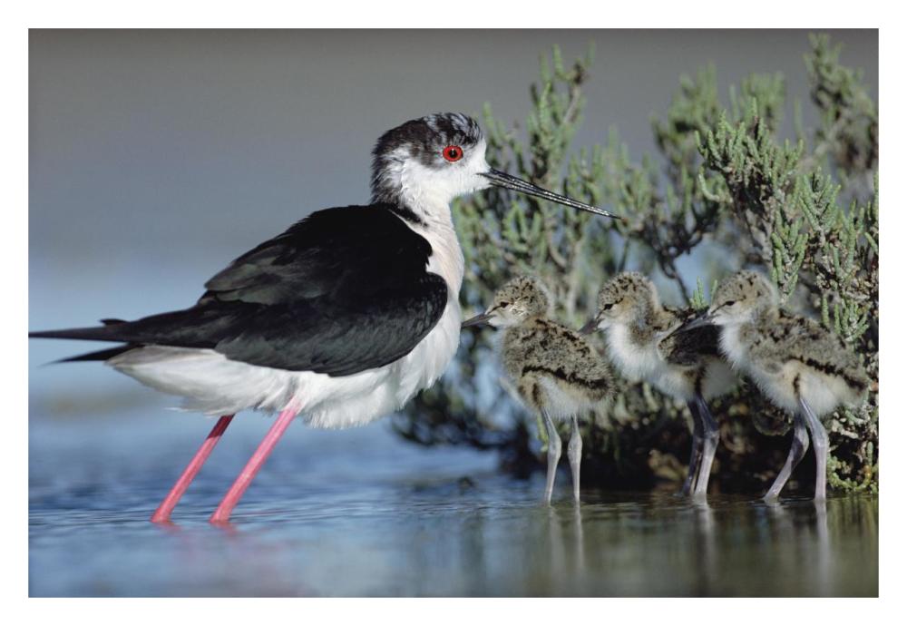 Black-Winged Stilt Mother With Three Chicks, Camargue, France-Paper Art-32,,X22,,