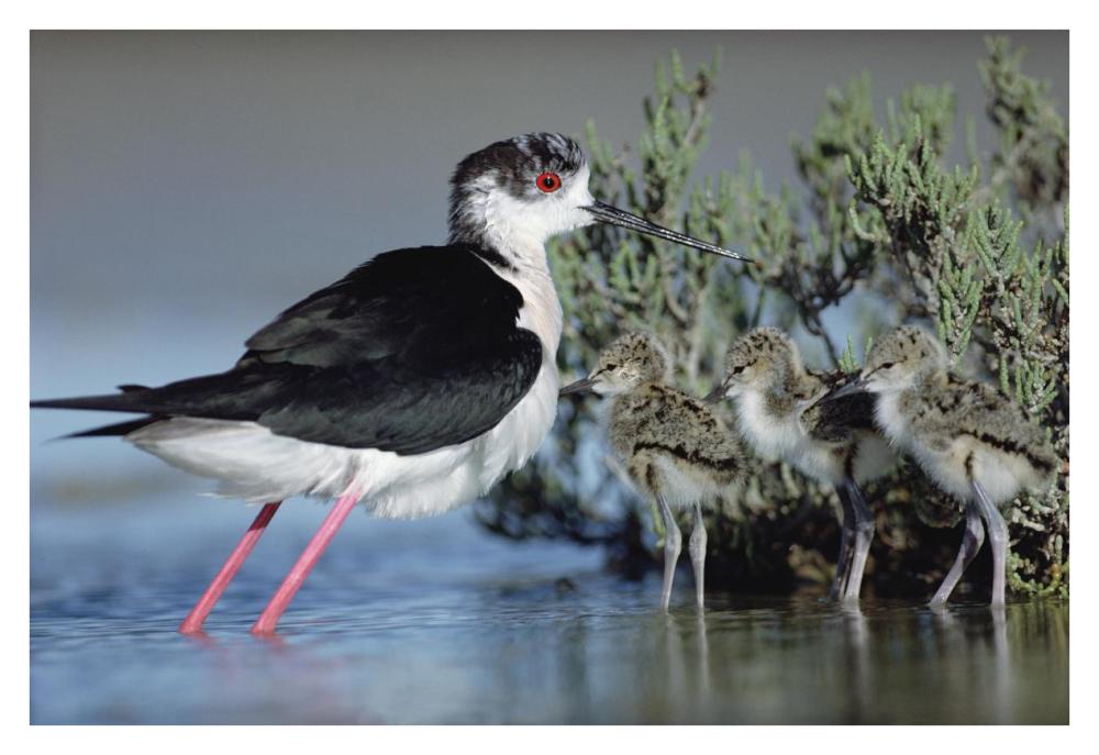 Black-Winged Stilt Mother With Three Chicks, Camargue, France-Paper Art-38,,X26,,
