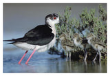 Black-Winged Stilt Mother With Three Chicks, Camargue, France-Paper Art-38,,X26,,
