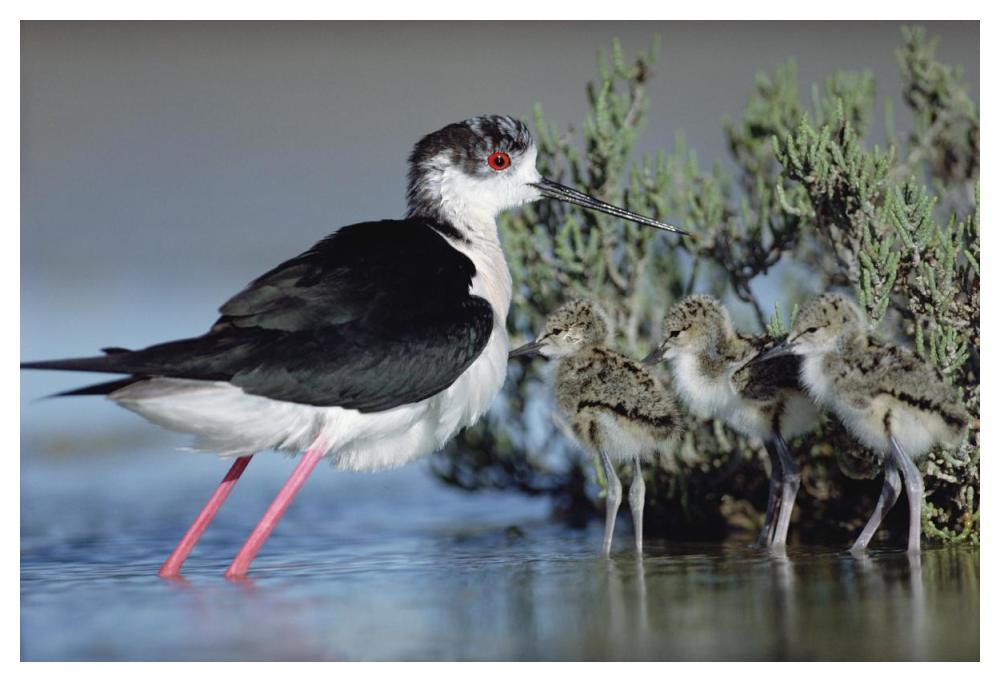 Black-Winged Stilt Mother With Three Chicks, Camargue, France-Paper Art-50,,X34,,