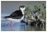 Black-Winged Stilt Mother With Three Chicks, Camargue, France-Paper Art-50,,X34,,