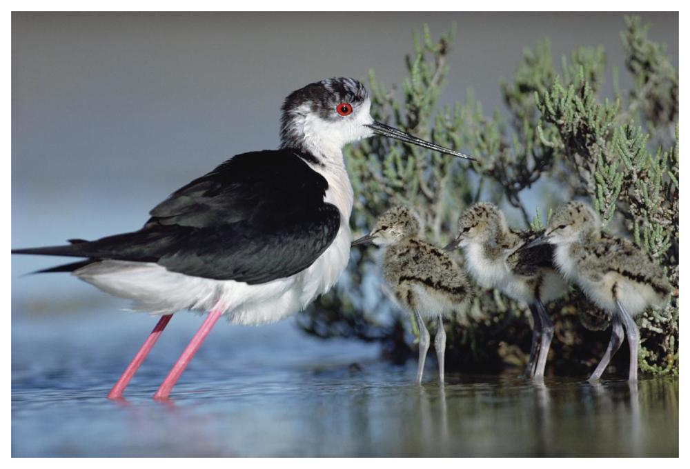 Black-Winged Stilt Mother With Three Chicks, Camargue, France-Paper Art-62,,X42,,