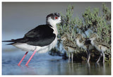 Black-Winged Stilt Mother With Three Chicks, Camargue, France-Paper Art-62,,X42,,