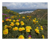 California Poppy Field, Montano De Oro State Park, California-Paper Art-22,,X18,,