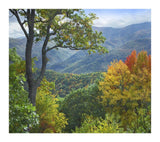 Deciduous Forest In Autumn, Blue Ridge Parkway, North Carolina-Paper Art-18,,X16.08,,