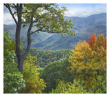 Deciduous Forest In Autumn, Blue Ridge Parkway, North Carolina-Paper Art-32,,X28.4,,