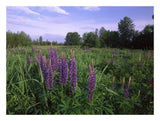 Lupine In Meadow Near Crescent Beach, British Columbia, Canada-Paper Art-26,,X20,,